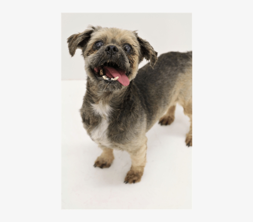 Donate To Petrescue - Companion Dog, transparent png download