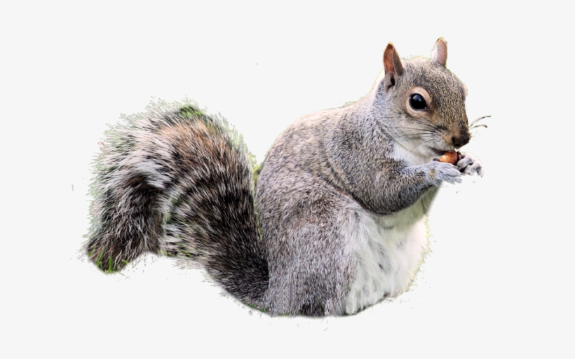 Gray Squirrel Clipart Real - Squirrel With Transparent Background PNG