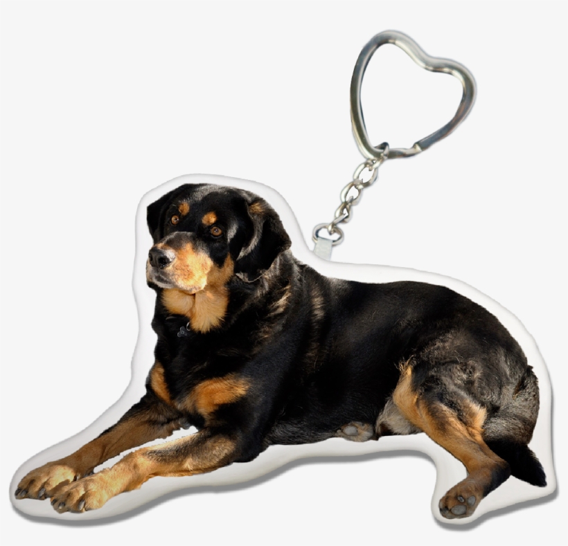 Rottweiler, transparent png download
