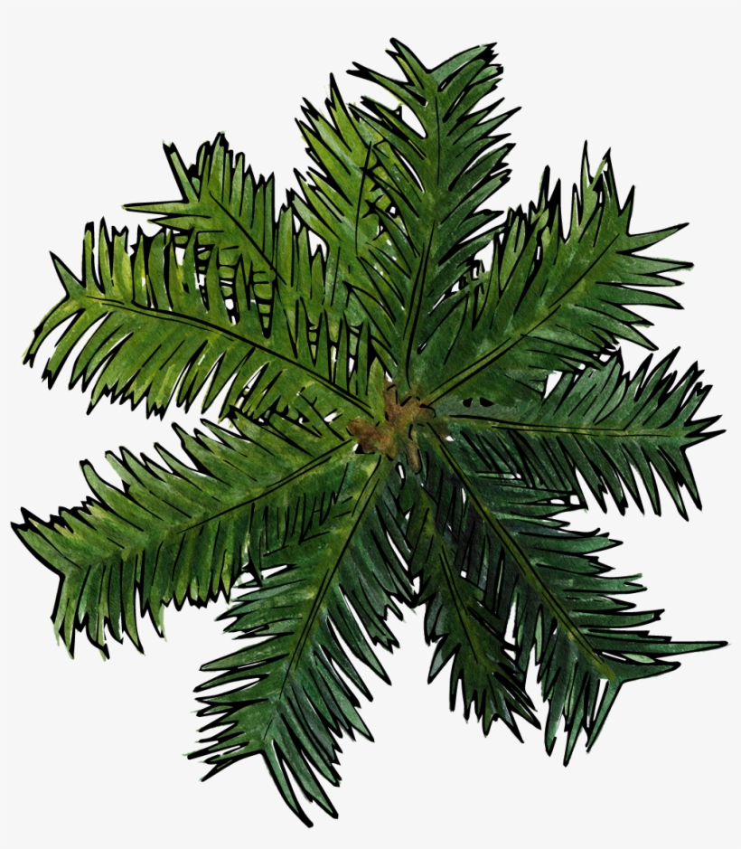 986 X 1082 12 - Palm Trees, transparent png download