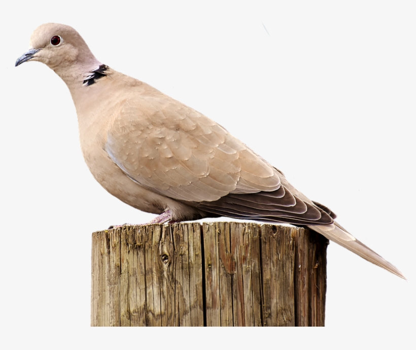 Mourning Dove Clipart Clear Background - Collared Dove Transparent, transparent png download