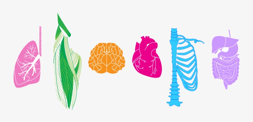 Whole Body Treatment - Illustration, transparent png download