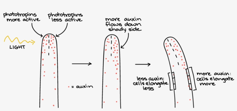 Close Up Of Tip Of Coleoptile Showing The Plant Hormone - Diagram, transparent png download
