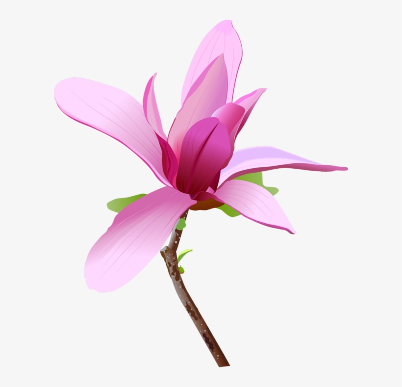 Magnolias, Backgrounds, Flower, Magnolia Vector PNG Image Transparent PNG Free Download on