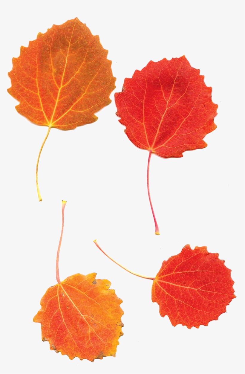 Aspens, Aspen Leaves, Fall, Autumn, Leaf, Nature, Tree, transparent png download