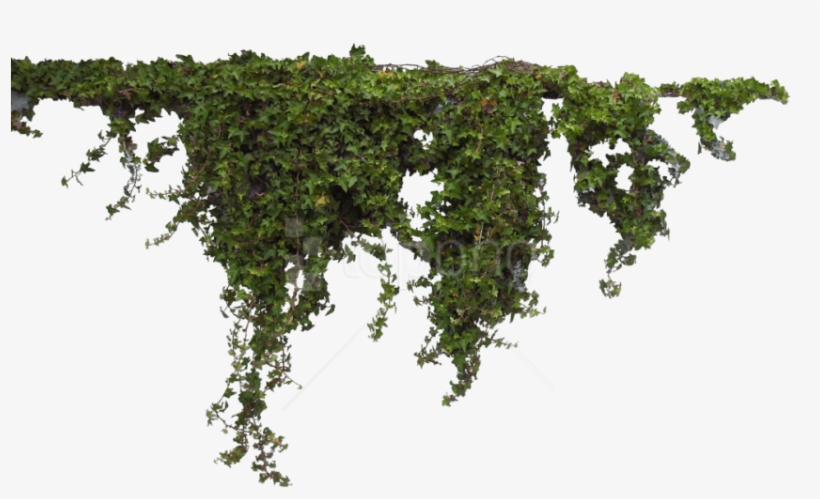 Free Png Png Images Transparent - Plantas Png, transparent png download