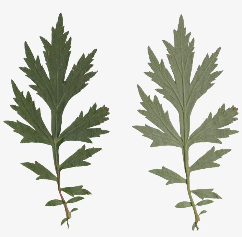 Nature Leaves - Leaf, transparent png download