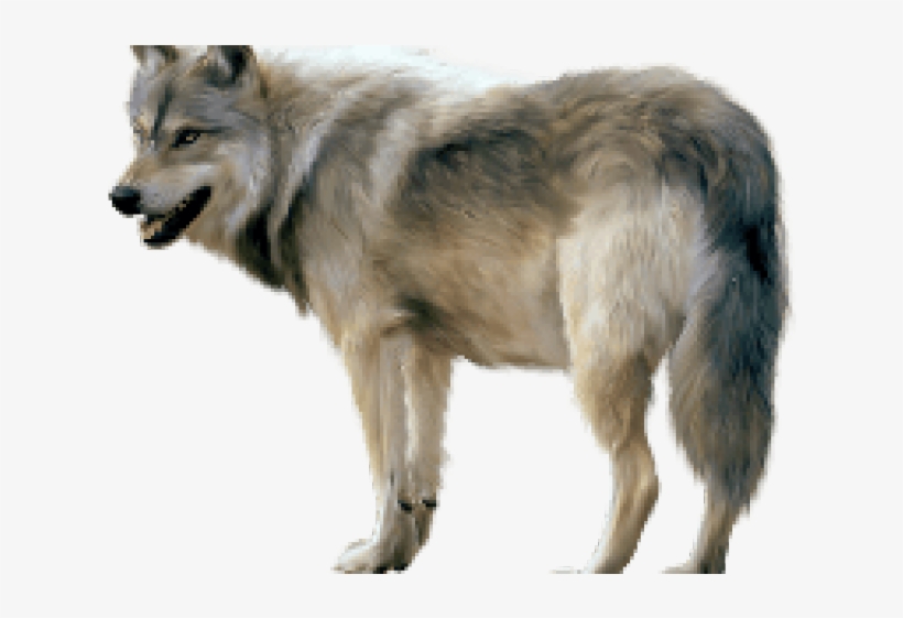 Spice And Wolf Clipart Png - Transparent Background Wolf Png, transparent png download
