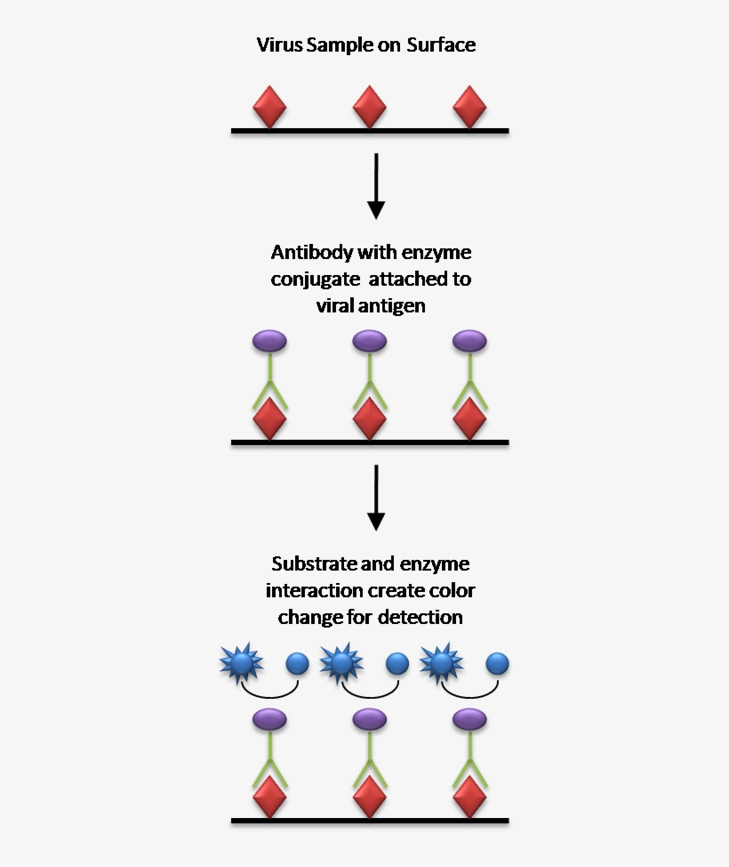 Image - Mac Elisa Vs Elisa, transparent png download