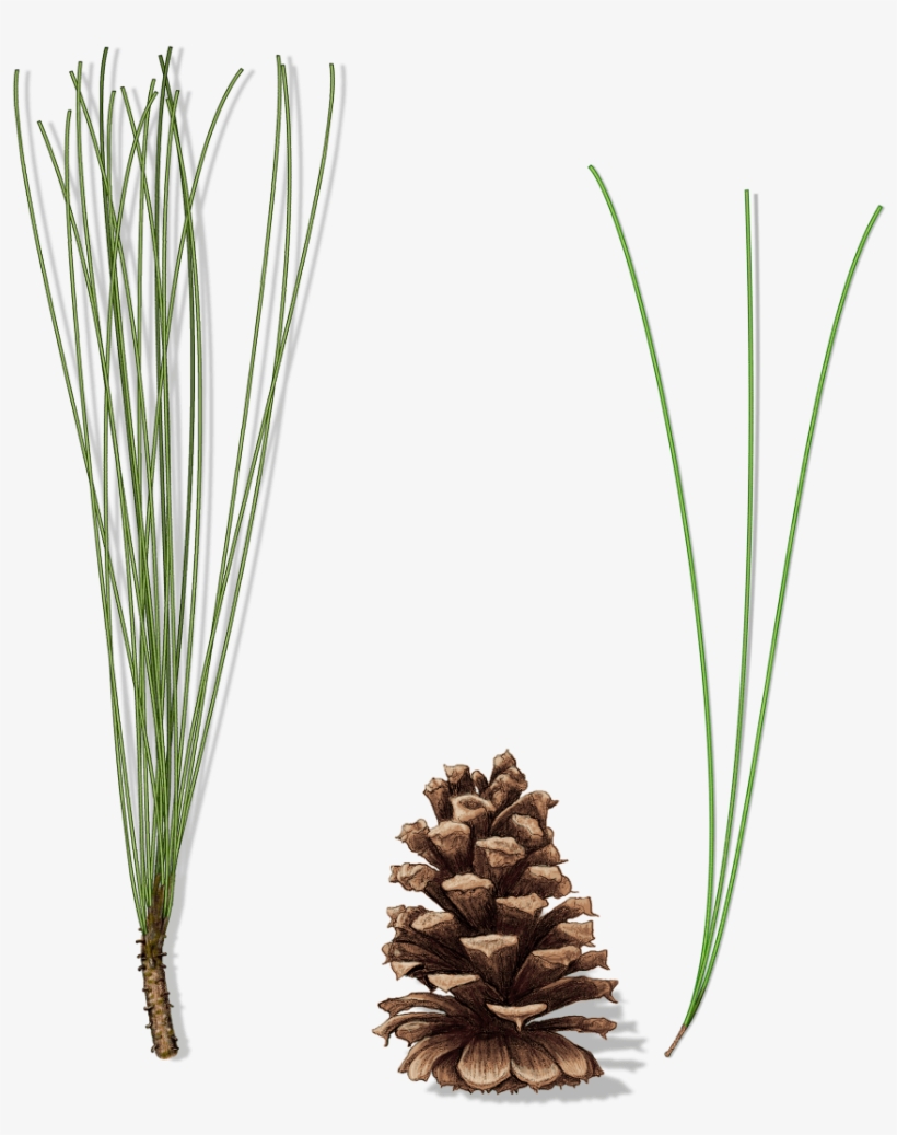 Expand Image - Grass, transparent png download