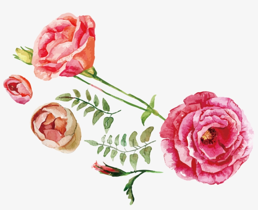 1381 X 1062 5 - Watercolor Roses Png, transparent png download