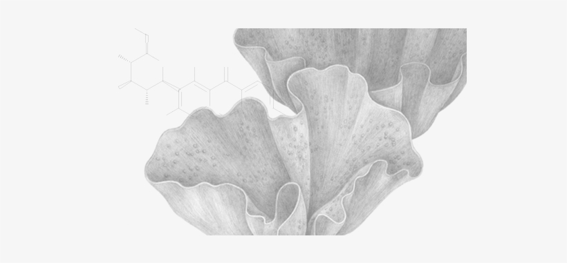 Red Marine Algae 30% Total Polysaccharides - Illustration, transparent png download