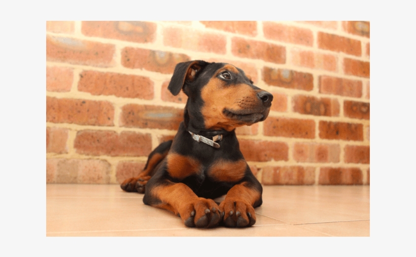 Donate To Petrescue - Companion Dog, transparent png download