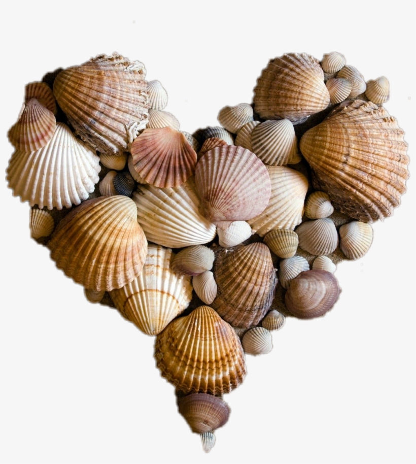 #seashells #heart #seaside #seavibes #beach #summer - Manualidades Con Conchas Del Mar, transparent png download