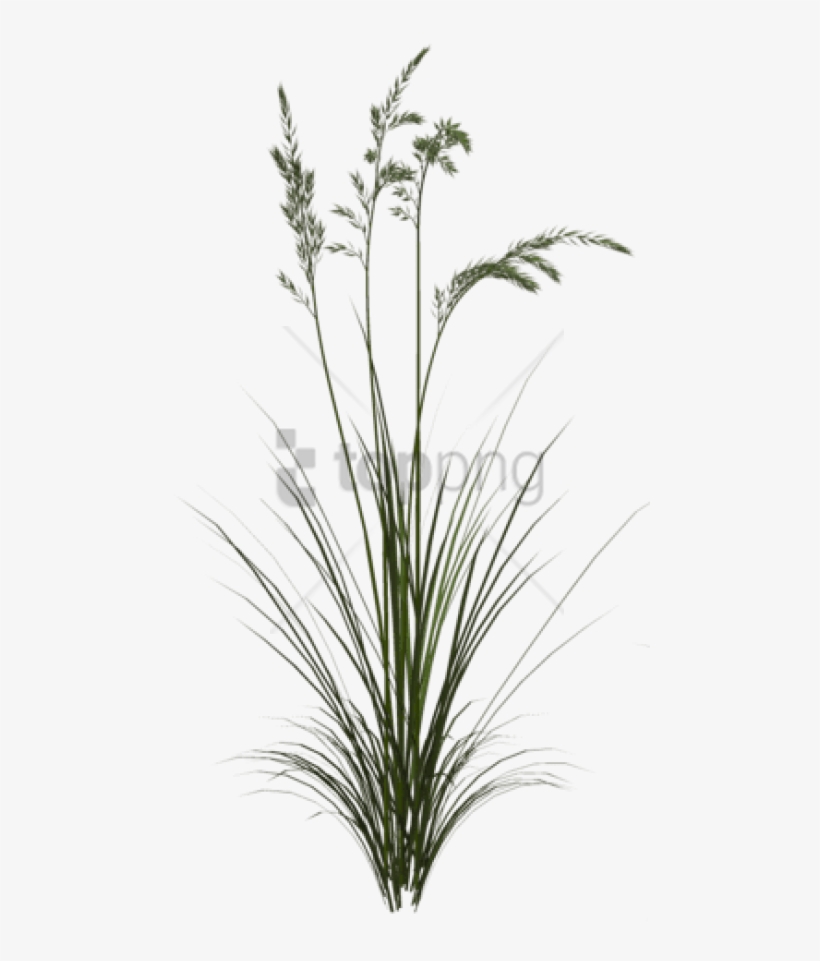 Free Png Download Sweet Grass Png Images Background - Png Tall Grass Texture, transparent png download
