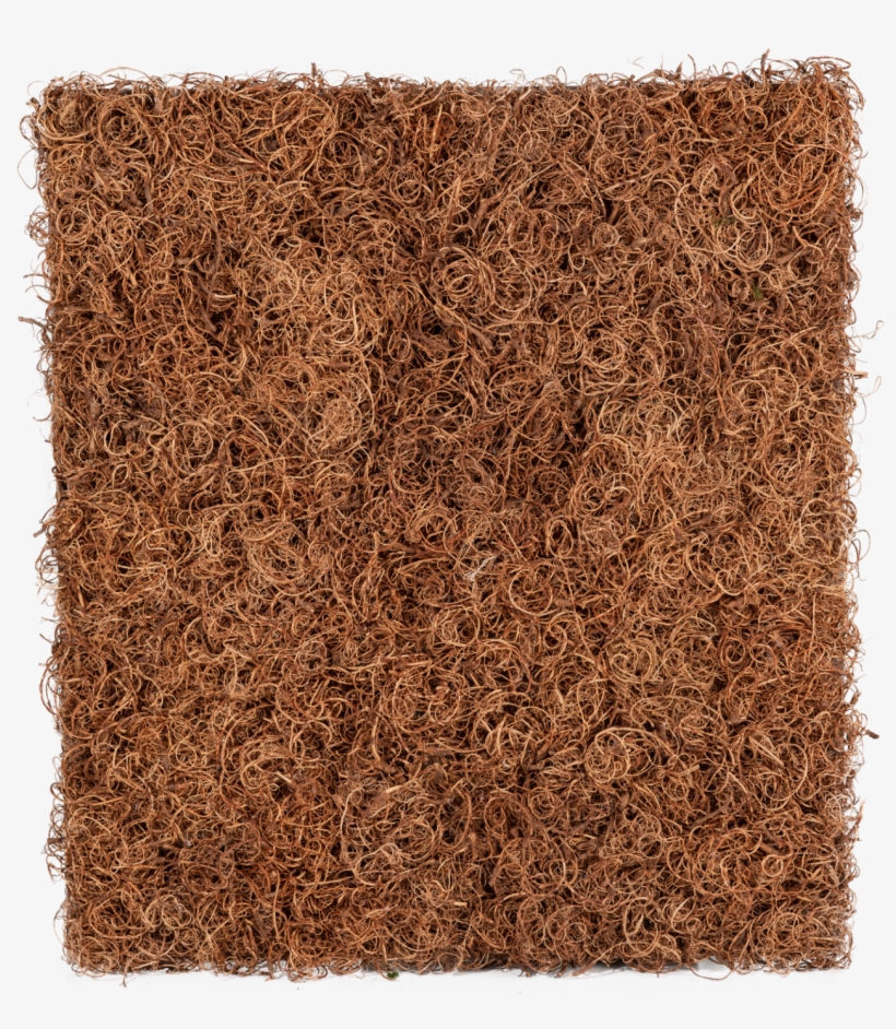 Muschio Stabilizzato Della Pianta Del Tamarindo - Carpet, transparent png download