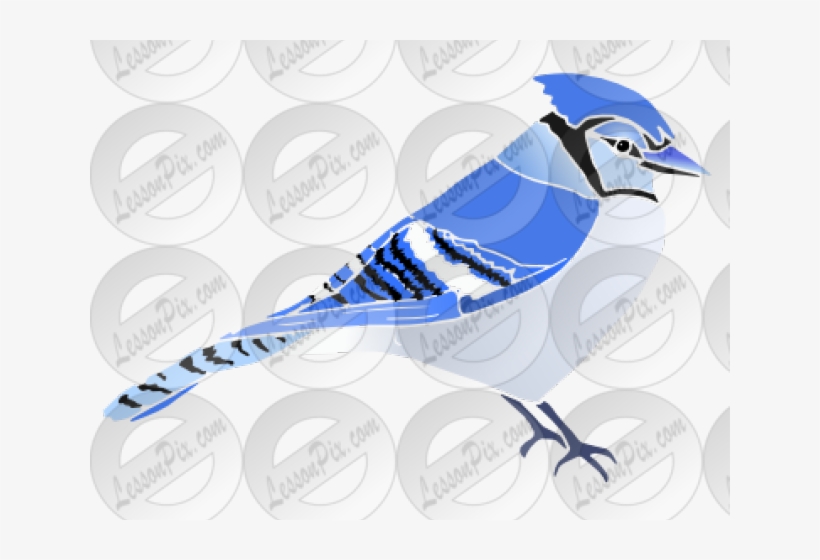 Blue Jay Clipart Transparent - Blue Jay, transparent png download