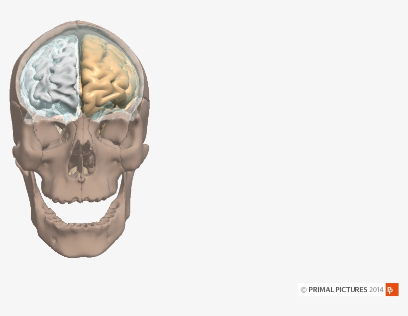 For More Information On The Other Viewpane Controls, - Skull, transparent png download