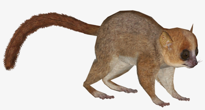 Lemur Png - Gray Mouse Lemur Png, transparent png download