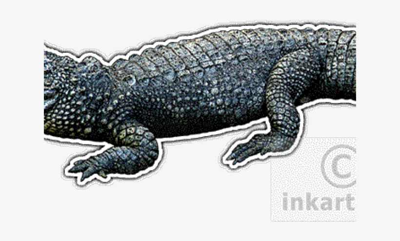 Drawn Alligator Chinese Alligator - American Alligator, transparent png download