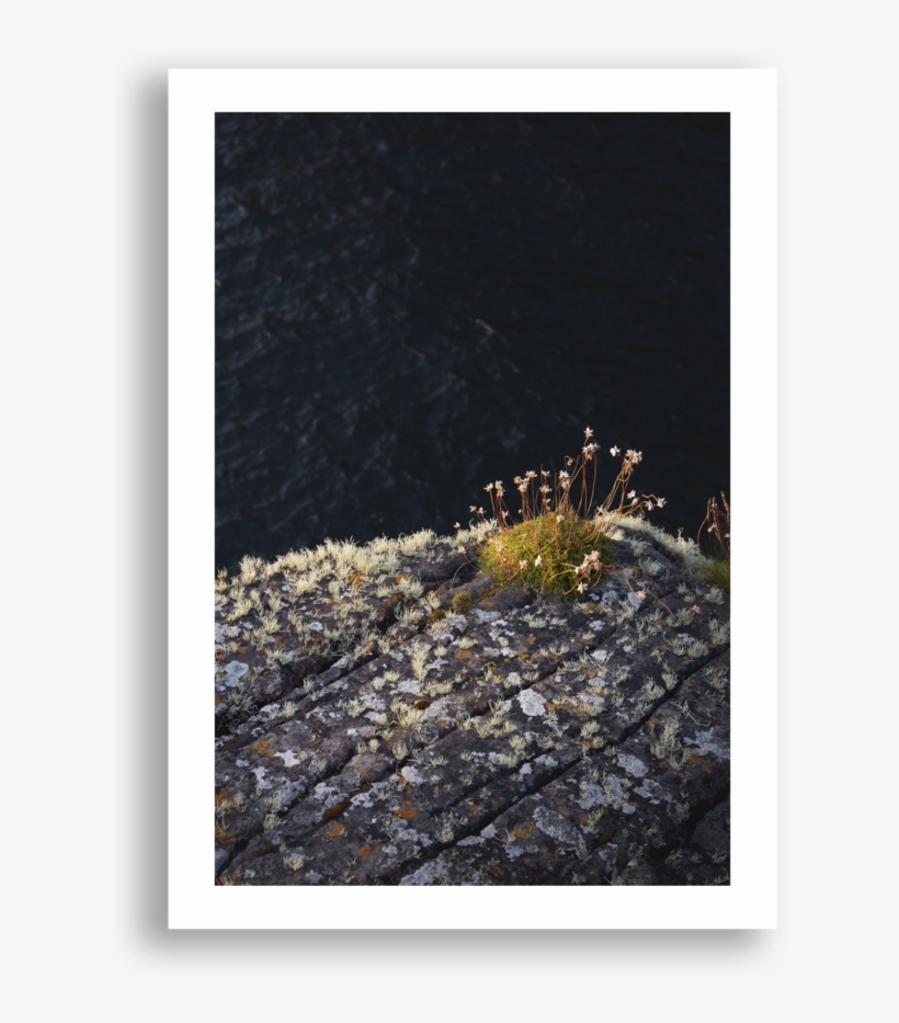 Dungeness Crab, transparent png download