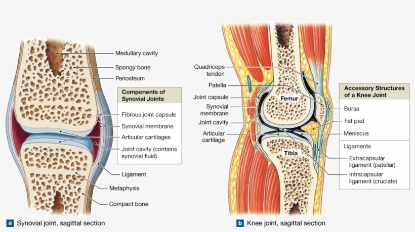 Diarthroses Joints Contain Fluid And Are - Accessory Structures Of Knee, transparent png download
