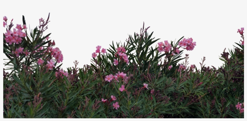 Flowers Sticker - Photography, transparent png download