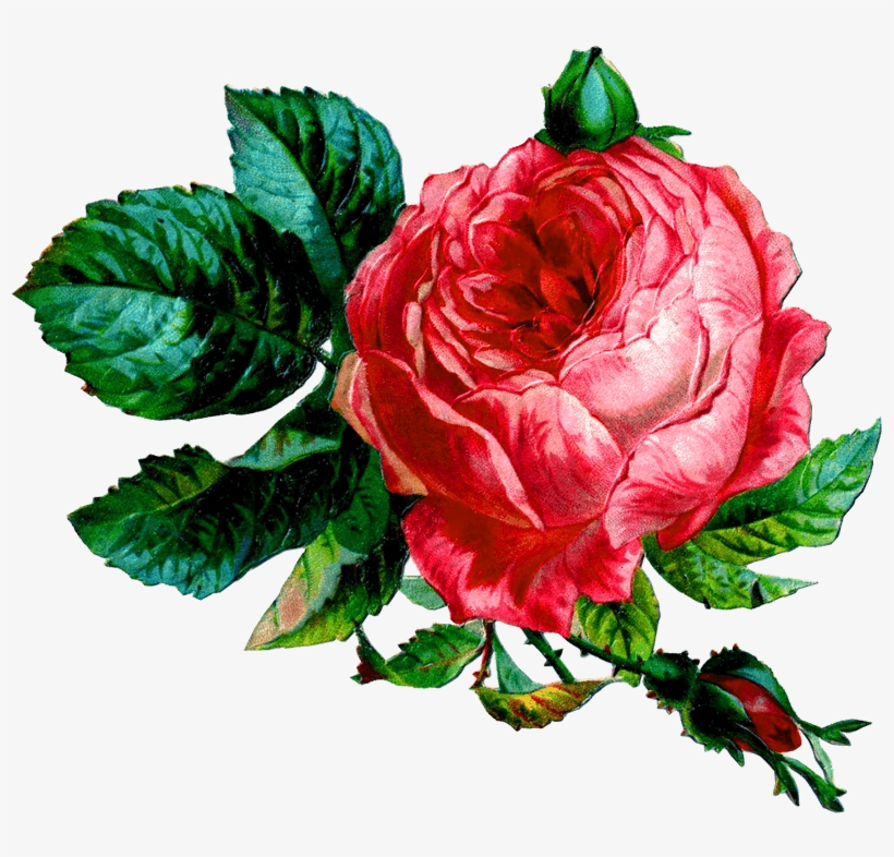 Pink Rose Png - Vintage Flower Collage, transparent png download