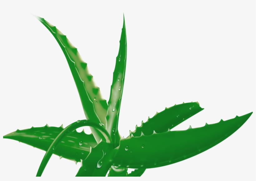 Aloe Clipart Terrestrial Plant - Aloe, transparent png download