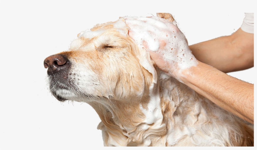 Baño Perro Grande - Baños Medicados En Perros, transparent png download