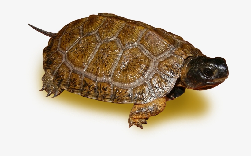 High Yellow North American Wood Turtle - Desert Tortoise, transparent png download