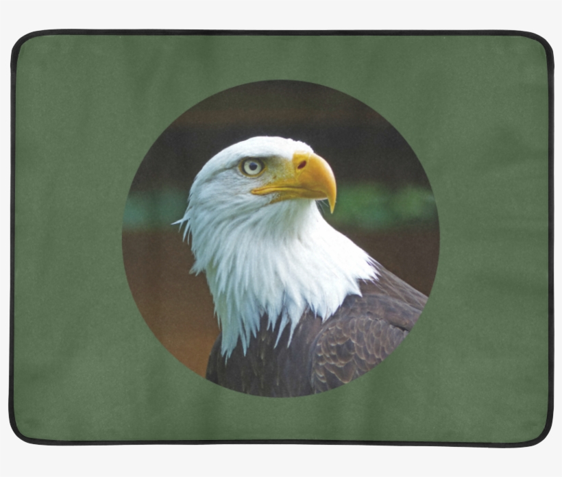 Bald Eagle, transparent png download