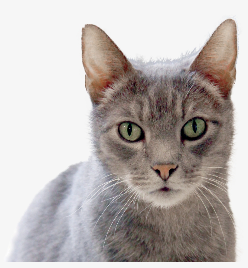 Cat-2 - Domestic Short-haired Cat, transparent png download