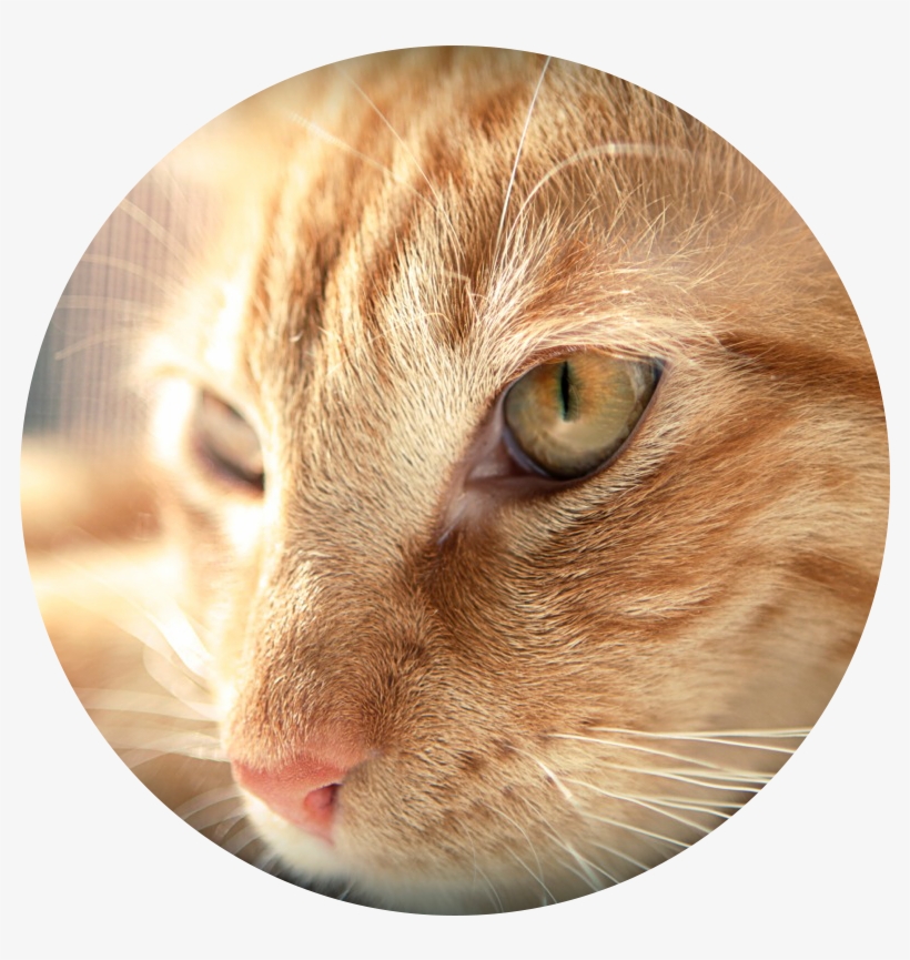 Danielle H - - Arabian Mau, transparent png download