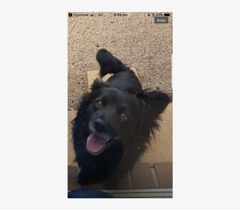 Donate To Petrescue - Companion Dog, transparent png download