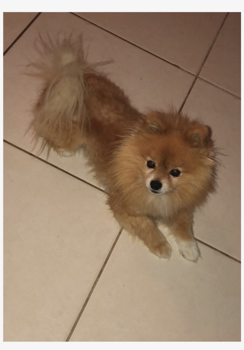 Sightings - Pomeranian, transparent png download