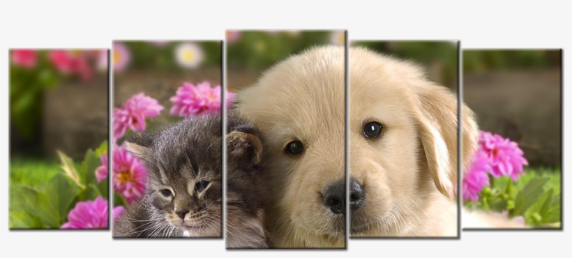 Double Tap To Zoom - Lovely Pets, transparent png download