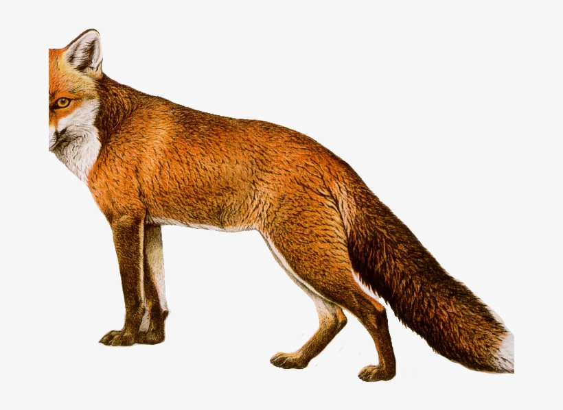 Image Free Stock Free Fox Clipart - Flashcards For Letter X, transparent png download