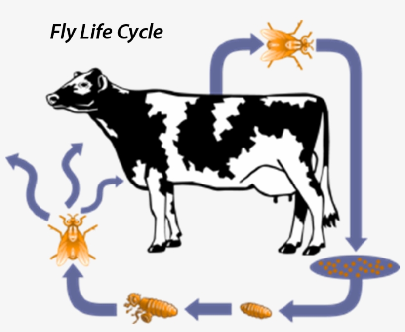 Vector Download Milk Cow Free On Dumielauxepices Net - Life Cycle Of A Horn Fly, transparent png download