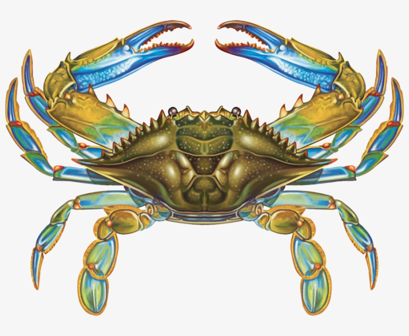 Porc-bc57 11"x8" Blue Crab Porcelain Pool Mosaic - Crab, transparent png download