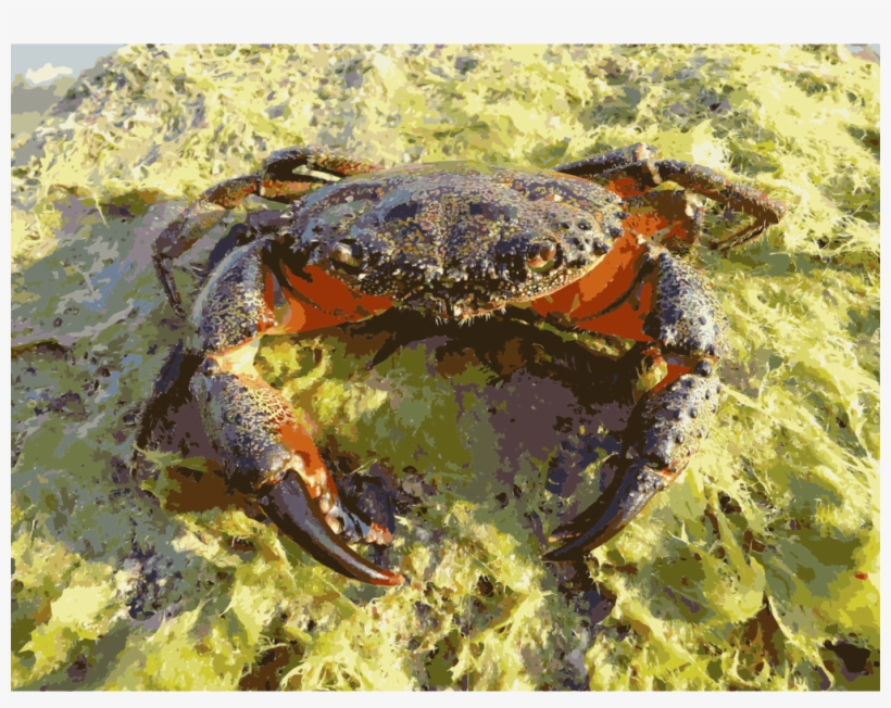 Crab Eriphia Verrucosa Crustacean Pachygrapsus Marmoratus - Eriphia Verrucosa, transparent png download