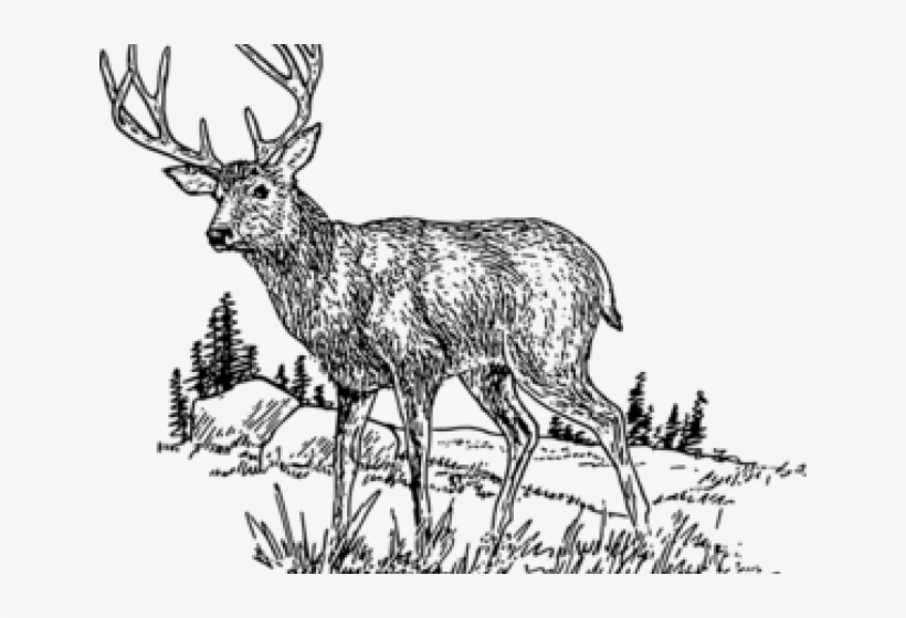 Wildlife Clipart Whitetail Deer - Jelen Akordy, transparent png download