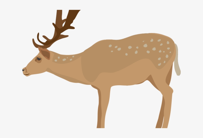 White Tailed Deer Clipart Spotted - Elk Clip Art Realistic, transparent png download