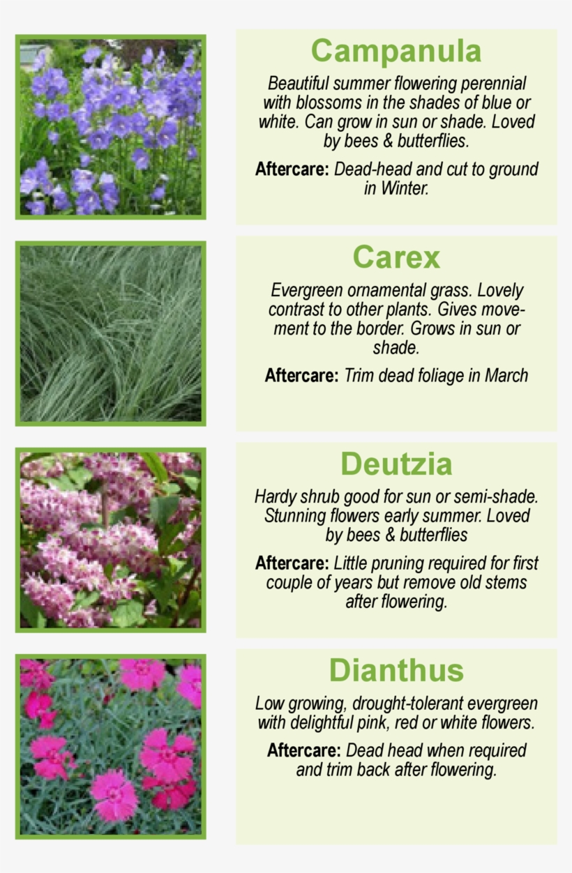 Campanula Beautiful Summer Flowering Perennial With - Iris, transparent png download