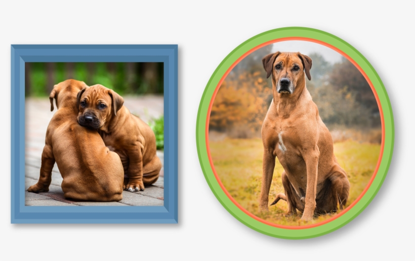 The Settlers Had The Idea To Begin Breeding Great Danes, - Rhodesian Ridgeback Staffy Cross, transparent png download