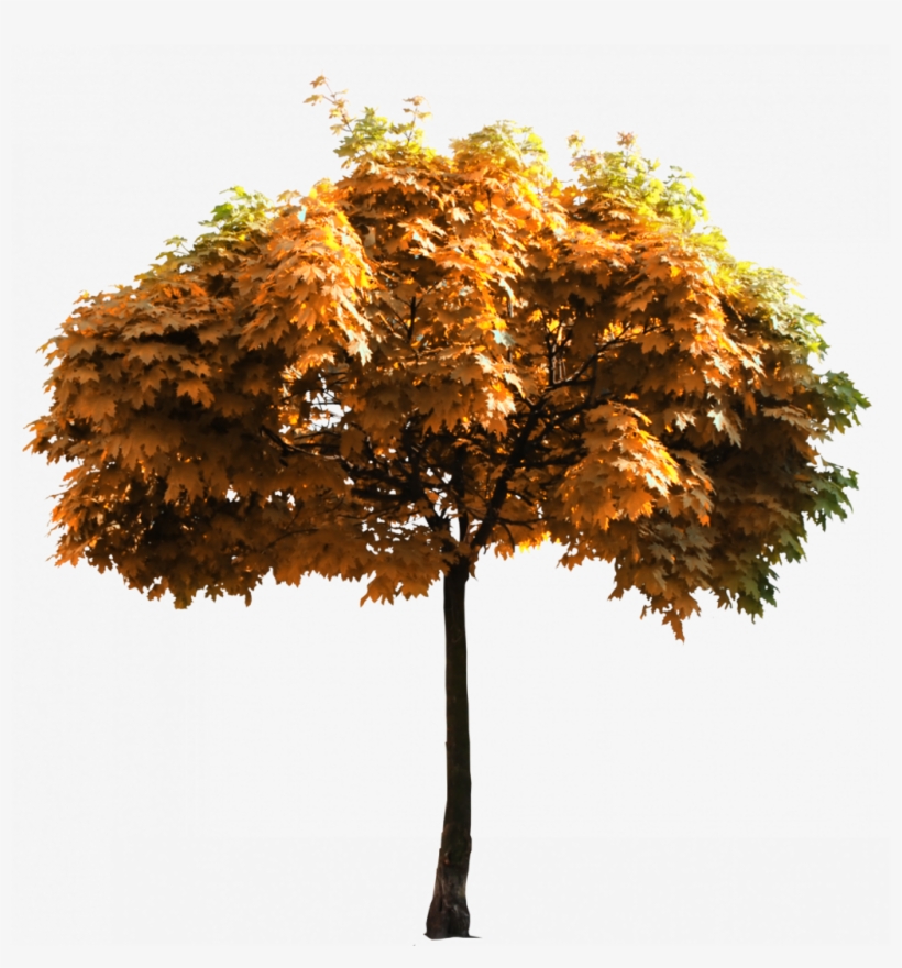 #ftestickers #autumn #tree #freetoedit - El Valle De Antón, transparent png download