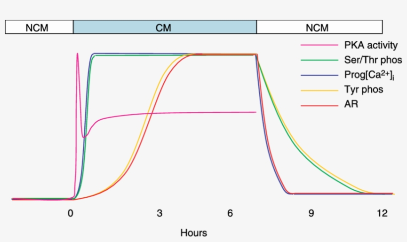 Under Capacitating Conditions, Pka Activity , Serine/threonine - Diagram, transparent png download