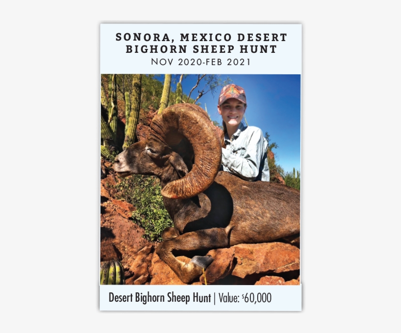 Sonora, Mexico Desert Bighorn Sheep Hunt - Poster, transparent png download