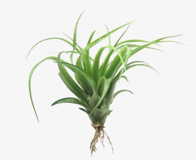 1024 X 785 10 - Tillandsia, transparent png download