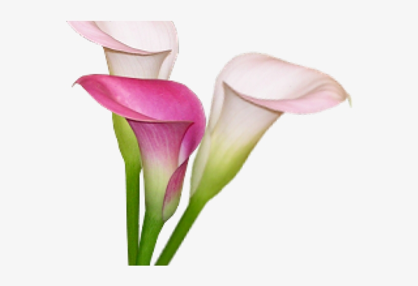 Calla Lily Clipart Pink - Giant White Arum Lily, transparent png download